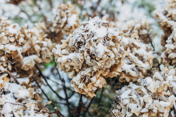 The withered inflorescences of a hydrangea are covered with snow.