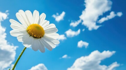 Serene Daisy Under a Clear Blue Sky with Fluffy Clouds