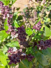 flowers in the garden