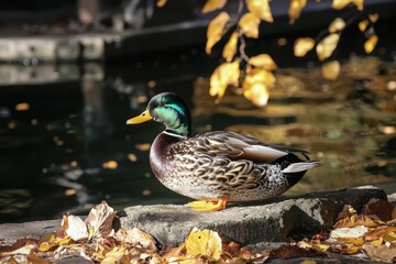 A mallard duck resting gracefully on a stone by a tranquil pond surrounded by autumn leaves