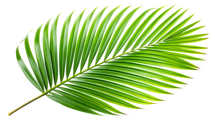 Single tropical green palm leaves transparent background.