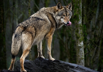 A close up of a Grey Wolf (Gray Wolf Eurasian Wolf)