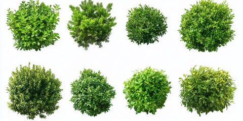 Aet of 8 green bush isolated on white