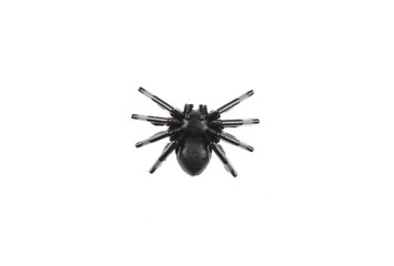 halloween toy black small spiders isolated on white background