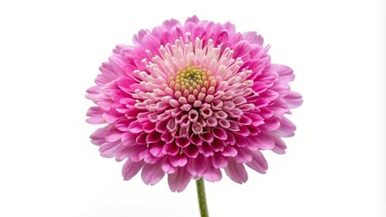 Symmetrical pink flowers of shining scabious plant isolated on white