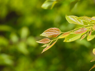 Close-up of fresh green leaves in soft sunlight