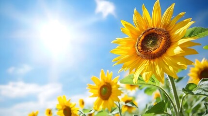 Obraz premium Lush Sunflower Filled Field Bathed in Warm Summer Light and Surrounded by Peaceful Rolling Countryside