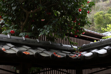 鎌倉の花、桜、春、グリーン、大仏、寺