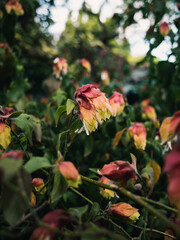 Flowers in the garden