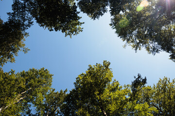 Fototapeta premium cime verdi degli alberi piene di foglie, viste dal basso, illuminate dalla luce del sole, di giorno, a inizio autunno, sotto un cielo azzurro e sereno