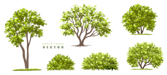 Obraz premium Vector of green tree side view isolated on white background ,watercolor tree elevation for landscape concept,environment scene,eco design, garden for spring