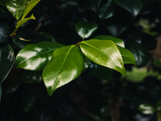 Green leaves