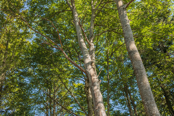 dettagli di alcuni alti e grandi alberi di faggio, in un bosco nelle montagne della Slovenia...
