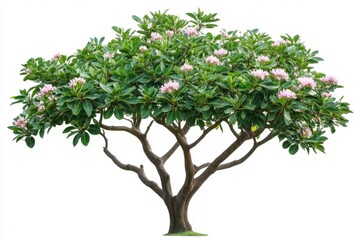 Fototapeta premium Tropical plant flower bush shrub green tree isolated on white background with clipping path