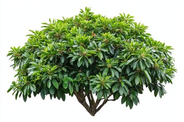 Tropical plant flower bush shrub green tree isolated on white background with clipping path