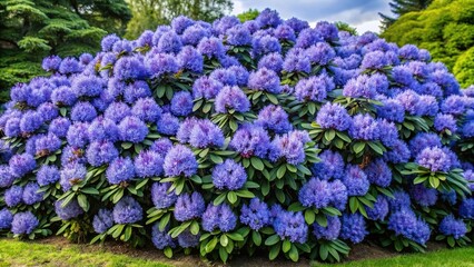 Fototapeta premium Blue Ensign Rhododrendron shrub with abundant flowers in a wide shot