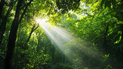 Obraz premium Breathtaking view of a dense tropical rainforest canopy with vibrant green foliage and beams of sunlight dramatically piercing through the thick overhead cover creating a serene and ethereal ambiance