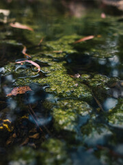 Pond with algae