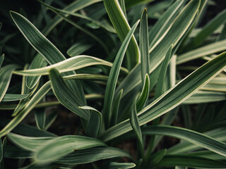 Obraz premium Green plant leaves