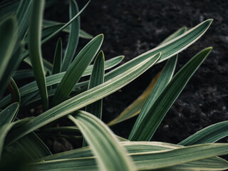 Green plant leaves