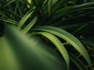 Green plant leaves