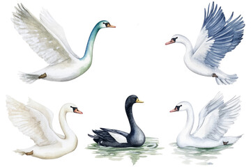 Obraz premium Swan bird, Elegant Watercolor swan dove and black duck hand-painted Isolated.