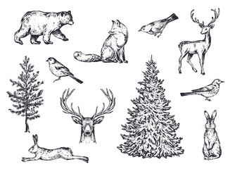 Vector set of winter forest animals and trees. Vintage collection.