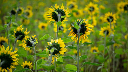 Sunflowers on a field from the backside