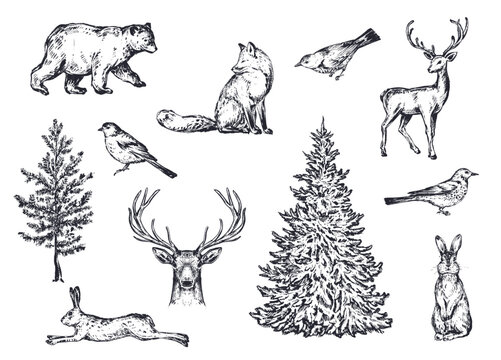 Vector set of winter forest animals and trees. Vintage collection.