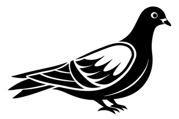 dove isolated on white