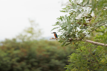 primo piano di un martin pescatore fermo su un ramo, di giorno, in autunno, in un ambiente naturale