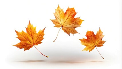 Fototapeta premium Three maple leaves falling from the sky on a pure white background