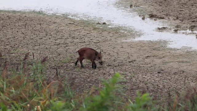 video dettagliato e in tempo reale di un piccolo e giovane cinghiale dal pelo marrone mentre si sposta lungo il terreno secco di un'area di palude, di pomeriggio, in autunno