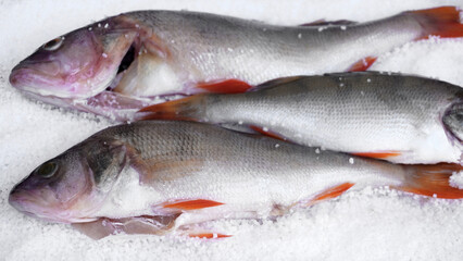     fish: perch put in salt. salting fish          