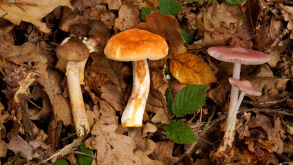    Mushrooms (Mycena rosea, Hydnum repandum, Armillaria). Mushrooms of different colors on a background of oak leaves    