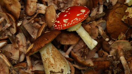   Amanita muscaria together with boletus edulis, against a background of other mushrooms, close-up....