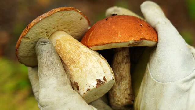    Leccinum quercinum together with boletus edulis, in the hands. concept: mushrooms that are easy to confuse                          