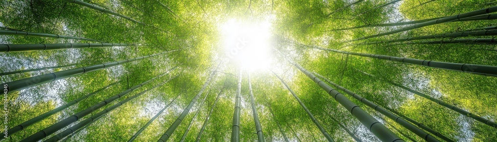 Wall mural lush green bamboo forest under bright sunlight