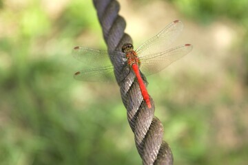 A meadowhawk in the park in Nagano, Japan