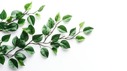 Naklejka premium Branch with Lush Green Leaves Against a White Background