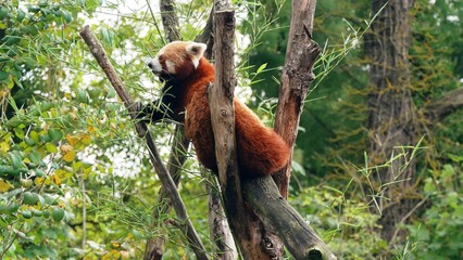 Portrait d'un panda roux perché dans un arbre au zoo d'Amiens dans la Somme. France