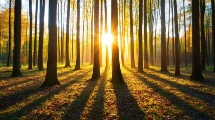 Obraz premium Early Morning Light Filtering Through Forest Trees