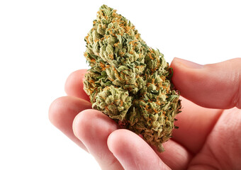 Hand full holding medical marijuana bud isolated on transparent or white background