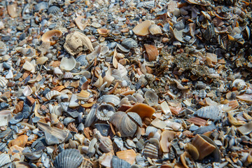 Crushed sea shells texture on a romanian beach