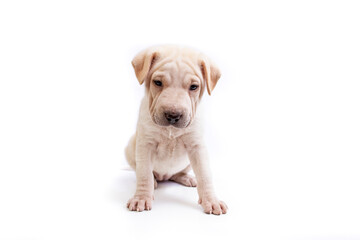 Adorable big head puppy with short hair, sitting, isolated on white background