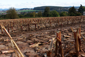 Cut stems in a cornfield in autumn.