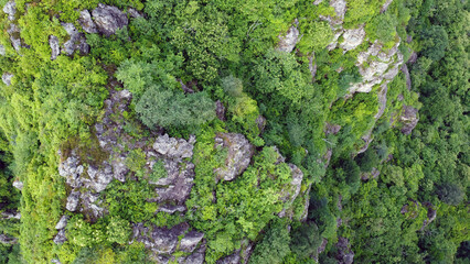 Forest emerging from steep rocks