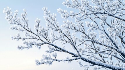 Crystal Branches, Frost