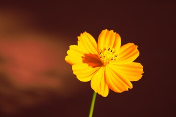 An orange cosmos in Nagano, Japan