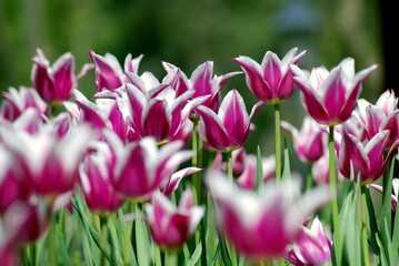 Fototapeta premium Purple Tulips in the garden
